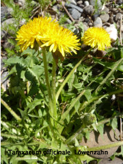 Taraxacum officinale  Lwenzahn